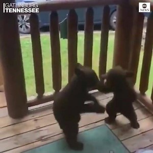 4.4M views · 10K reactions | BRAWL OF THE WILD: Pair of bear cubs use vacationing family's log cabin deck for some play fighting in Gatlinburg, Tennessee. (via ABC) | 4 News Now | Facebook