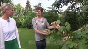 rbb Gartenzeit: Leuchtende Farben: Die Eichen-Hortensie und 'Forever & Ever Blue'