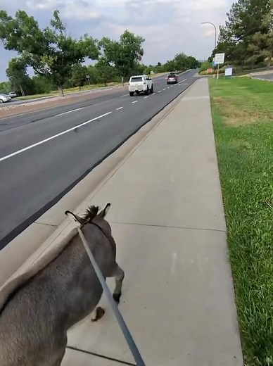 Just walking the Donkey 🙂 | Thewalking Donkey