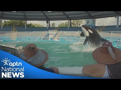 Orca put in captivity and the fight to free her featured in new documentary | APTN News