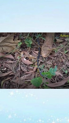 #snake #anaconda #python #animals #animalworld #wildanimals