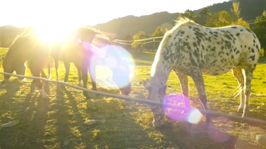 O verdadeiro Appaloosa Trailer Oficial