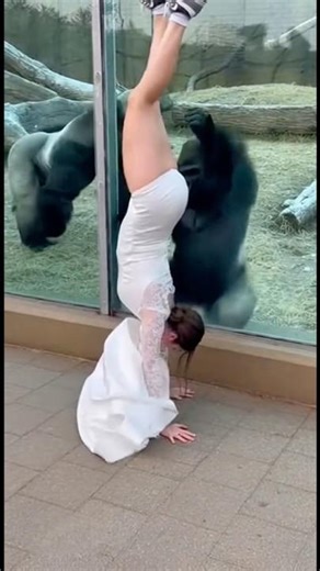 Bride in Wedding Dress Does a Handstand at the Zoo — Gorilla’s Reaction 😳
