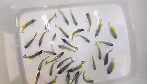 Powder blue tangs in quarantine | Aquarium Warehouse PTY LTD