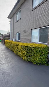 They say Duranta Sheenas Gold brings you luck | Nathans Lawns and Gardens