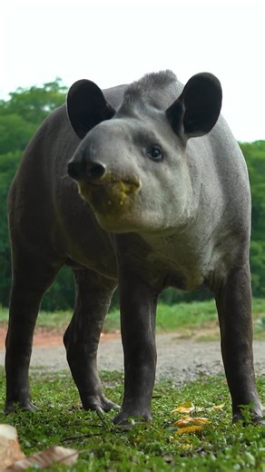 Nascente Azul on Instagram: "🐾🌎🌿 Hoje, no Dia Mundial dos Animais e da Natureza, reforçamos os propósitos que guiam a Nascente Azul: cuidar das maravilhas naturais de Bonito/MS e promover uma profunda conexão com elas. A nascente, rio, cachoeira, lagos, cada trilha e cada espécie que aqui encontra abrigo nos lembram diariamente da responsabilidade que temos em preservar esse patrimônio natural. Fazemos dessa data um convite para ampliarmos nosso olhar de respeito e gratidão ao meio ambiente, 