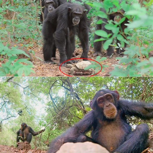 Camera-Equipped Spy Tortoise Gets Adopted by Troop of Chimpanzees