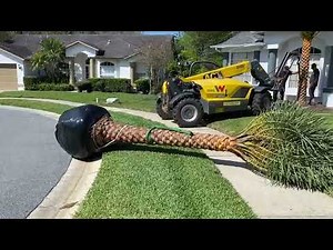 Four Palm Tree Planting/Large Trees and Palms/Sylvester Palm/Pygmy Date Palm/European Fan Palm