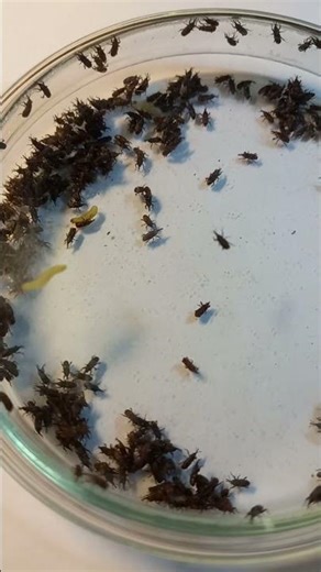 Have you ever seen Grain Weevils Sitophilus, Curculionidae, Beetles infesting your grain & cereals?