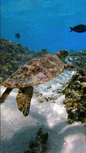 Sea Turtle Swimming Gracefully | Peace Beneath the Waves
