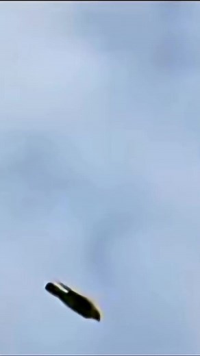 Halcones Peregrinos: La Aves Más Rápida del Mundo