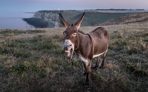 12 Songs from Shrek the Movie - Singersroom.com