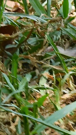 7.5K views · 39 reactions | So pity poor baby monkey shout crying loudly by mom leave baby alone. | Newly Animal Lover | Facebook