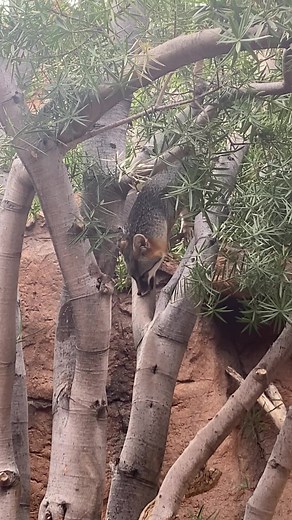 13K views · 916 reactions | One of two fox species found in the Sonoran Desert, gray foxes are excellent tree climbers. The kit fox, a small cat-sized fox with characteristic large ears, is another fox roaming this region! | Arizona-Sonora Desert Museum | Facebook