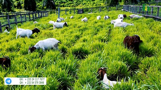 EASIEST WAY TO CUT DOWN FEED COST AS A LIVESTOCK FARMER IN AFRICA: Introducing The Paddock System | Farming In Africa