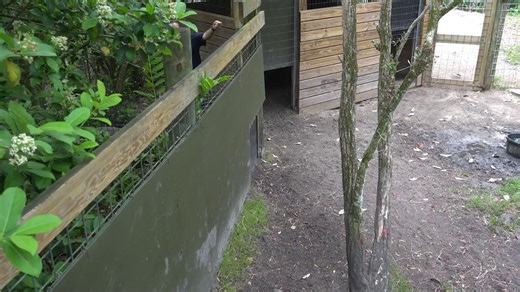 12K views · 370 reactions | We're pig fans of our two North Sulawesi babirusa piglets, and they recently showed off their adventurous side during a trip to a brand-new habitat!  These two were able to explore a new yard under the watchful eye of mom, Piggy. With access to a creek and bigger wallow, the two youngest babirusa members were not afraid to get down in the mud on their first visit. | Brevard Zoo | Facebook