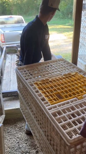 Day 43: Today our latest batch of meat birds, also called broilers, are old enough and hardy enough to head out to the pasture. In this video, we will load them up in chicken crates, put them on a trailer, and haul them out to their field shelter. It’s always an exciting day when birds go to pasture! Thanks for dropping by! Come see us sometime. #FamilyFarm #FarmLife #FarmToTable #LocalFarm #KnowYourFarmer #RegenerativeAgriculture #Homesteading #EatLocal #SustainableAgriculture #LocalFood #GrowY