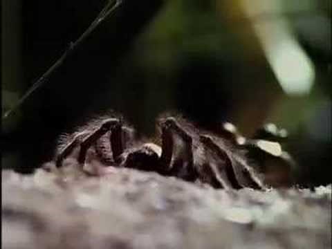 National Geographic - Bullfrog