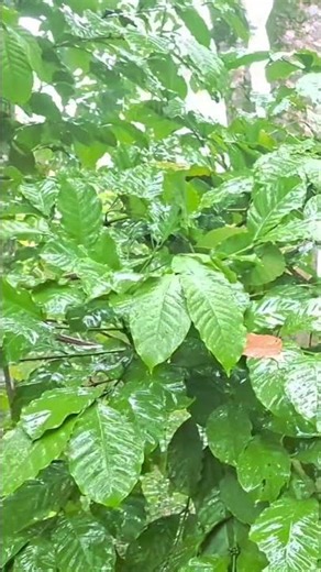 🌧️Real rain sounds, recorded on location in a natural forest. No AI.