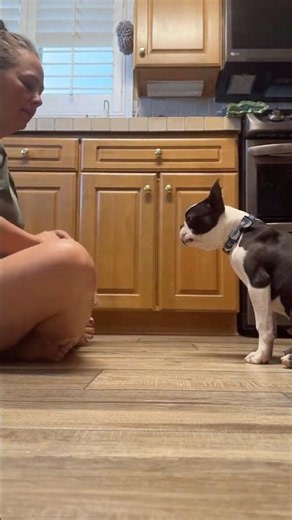 Manners Training III #puppy #bostonterrier #dogtraining