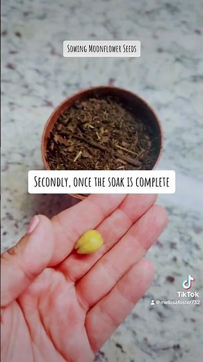 How Do You Sow Moonflower Seeds?