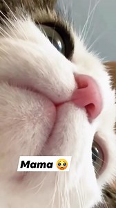 3.9M views · 10K reactions | Bakit baby tawag mo momma 殺 #cat #cute #fypシ゚ #catlover #petlovers | Wilma Miguel Obenza | Facebook