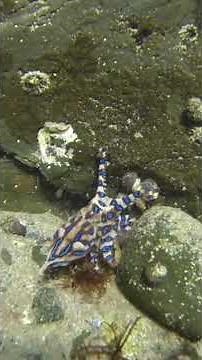 Blue-ringed Octopus