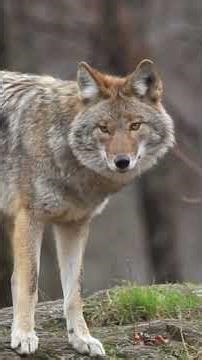 La cohabitation entre animaux sauvages et humains 🐺 #shorts