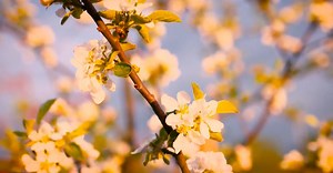 Video by Pixabay on Pexels