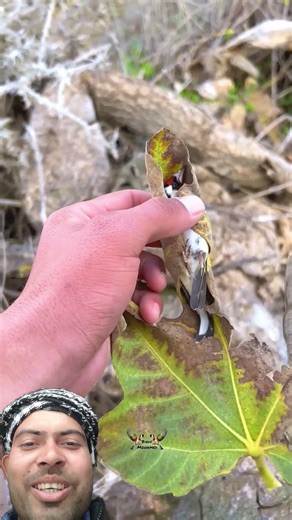 Cute Birds 🐦🐦🐦🕊️🕊️,💓💓🥰😍#viral #love #birds #trending #shorts #duet