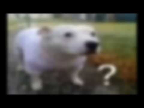 Low Quality Huh Dog full