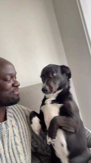 Jour 1 de l'adoption : Ce à quoi s'attendre avec un chien