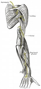 Radial nerve dysfunction - Alchetron, the free social encyclopedia