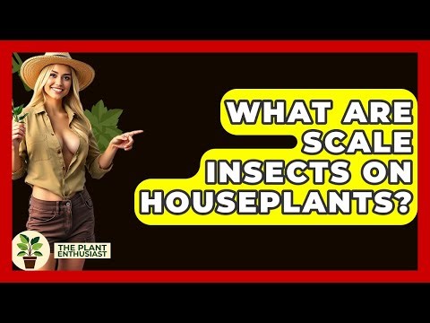 What Are Scale Insects On Houseplants? - The Plant Enthusiast