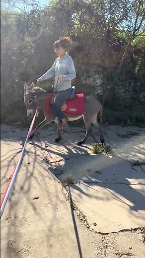 5943: Chinese woman falls off donkey during playful ride in suburb