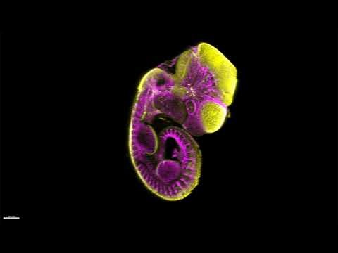 Mouse embryo (from MBL 2025 Embryology course)