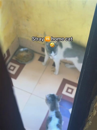 Stray vs. Home Cat: A Food Fight