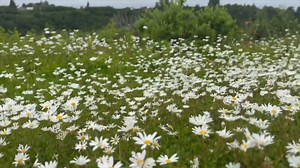10K views · 315 reactions | Stumbled upon this historic Russian Orthodox Church & cemetery near Ninilchik, Kenai. Built in 1901, the entire place projects a peaceful, still vibe ❤️ More about Holy Transfiguration of Our Lord Chapel: https://en.wikipedia.org/wiki/Holy_Transfiguration_of_Our_Lord_Chapel | ZDoggMD | Facebook