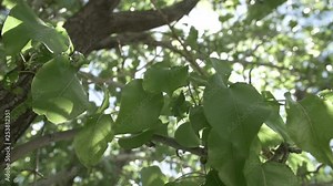 Yet another angle of a glorious ash tree with its verdant leaves bathing in the sunlight, moving in slow motion.