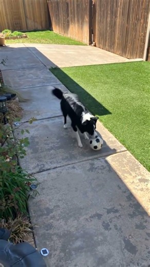 The dog playful pushes the soccer ball with his nose. 🐶 #shorts