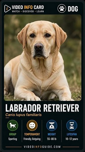 Labrador Retriever | Video Info Card