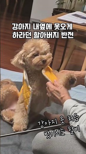 강아지 옆에 못오게 하라던 할부지 여행중에 할미가 찍어준 영상속 너무 다정해 놀람 #강아지 #할비를좋아하는이유 #랄라 #강아지브이로그 #애견영상 #puppylife #puppy