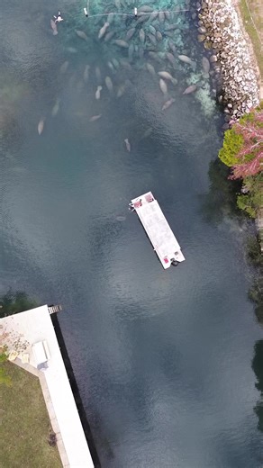 1.4M views · 8.3K reactions |  THE MANATEES ARE EVERY WHERE  Call 352.228.4715 to book your guided paddle ‍♀️ and ‍♀️ #swimwithmanatees eco-tour, today! Crystal River, Fl | Manatee Tour and Dive | Facebook