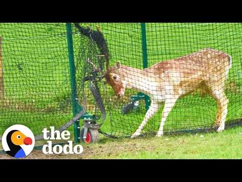 Thrashing Deer Stuck In Sports Net Struggles For Hours Until Rescuers Arrive | The Dodo