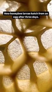 Did you know that bee larvae require feeding 1,300 times per day? New honeybee larvae hatch from an egg after three days, and eat almost constantly – it takes a lot of resources to grow to 1,500 times your original size! Not surprisingly, this means a pretty heavy workload for nurse bees who are responsible for inspecting the larvae, feeding and, eventually, capping their cells. Nurse bees visit developing larvae around 10,000 times over the 6 days of development, visits lasting between 30 secon