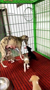 귀여운 강아지 만나보세요 / 愛らしい子犬に出会おう #JapanDogs #KoreaPuppies