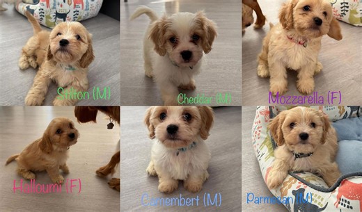 Eight-week-old Cavapoo puppies named after cheese at Northamptonshire rescue centre all find new homes after more than 1,600 apply to adopt