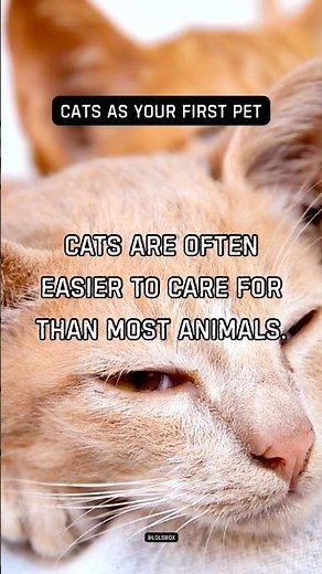 Thinking of getting your first pet? Cats are often easier to care for than most animals.