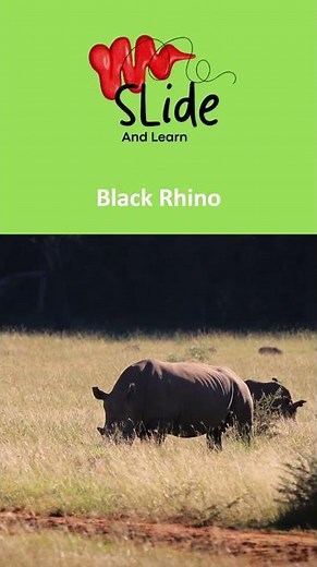 🇱🇸 Lesotho’s national animal is the Black Rhinoceros 🦏