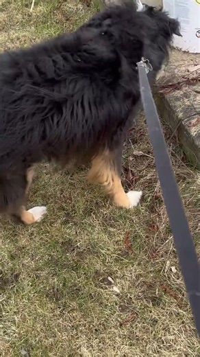 I Let My #Music #Play While I #Walk The #Dog #Kickstart My Heart #Mötley Crüe #Hard Rock 🤘 #FYP